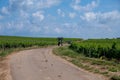 Green grand cru and premier cru vineyards with rows of pinot noir grapes plants in Cote de nuits, making of famous red Burgundy