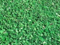 Green Granite Chippings Background Royalty Free Stock Photo