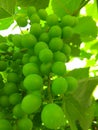 Green grape beans in early summer