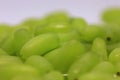 Green grape without branches and leaves isolated on white. With clipping path. Close up macro and shallow depth of field.