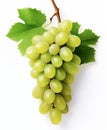 Green grape bunch with leaves isolated on white background Royalty Free Stock Photo