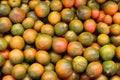 Green Grape cherry tomatoes Royalty Free Stock Photo