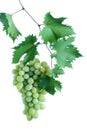 Green grape cluster with leaves on vine Royalty Free Stock Photo