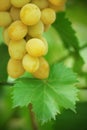 Green grape cluster with leaves on vine Royalty Free Stock Photo