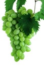 Green grape cluster with leaves on vine Royalty Free Stock Photo