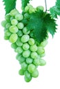 Green grape cluster with leaves on vine Royalty Free Stock Photo