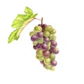 Green grape drawing in watercolor