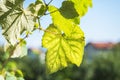 Green Grape Fruit Vine Leaves In Sunny Day With Soft Focus