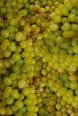 Fresh Green grape Fruits photography Royalty Free Stock Photo