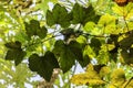 Green grape leaf background texture Royalty Free Stock Photo