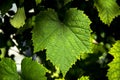 green grape leaf close up Royalty Free Stock Photo