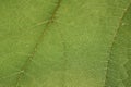 Green grape leaf close-up Macro shot Royalty Free Stock Photo