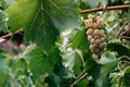 A green grape leaf in the foreground and a white grape cluster in the back. Georgian vineyards and wineries. A bunch of ripe white