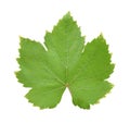 Green grape leaf isolated with clipping path Royalty Free Stock Photo