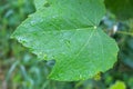 Green grape leaf wet from rain copy space gardening and plant care Royalty Free Stock Photo