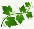 Green grape leaves Royalty Free Stock Photo