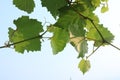Green Grape Leaves Against Bright Sky Royalty Free Stock Photo