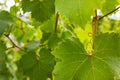 Green grape leaves against a sunny sky.