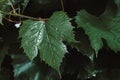 Green grape leaves background. Foliage of wine Royalty Free Stock Photo