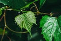 Green grape leaves background. Foliage of wine. Royalty Free Stock Photo