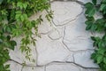 Green grape leaves on a background of white stone Royalty Free Stock Photo