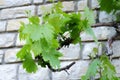 Green grape leaves, branch of a tree Royalty Free Stock Photo