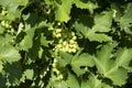 Green grape leaves with a bunch of green grapes on a branch, close-up. Copy space Royalty Free Stock Photo