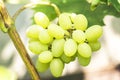 Green grape with leaves. Close-up image of ripe sweet and tasty white grape bunch on the vine. Juicy white grape Royalty Free Stock Photo