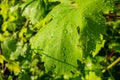 Green grape leaves with drops of water after rain, close-up Royalty Free Stock Photo