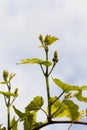 green grape leaves in the spring season, plants grow in the orchard