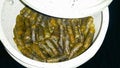 Green Grape Leaves Stuffed Rolls Pattern.