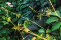 Green grape leaves in vineyard. Inspirational natural floral spring or summer farming green garden background Royalty Free Stock Photo