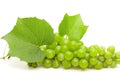 Green grape with leaves and water drops closeup Royalty Free Stock Photo