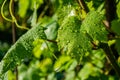 Green grape leaves with water drops after rain in the vineyard Royalty Free Stock Photo