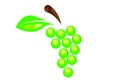 Green grape logo in flat design Royalty Free Stock Photo