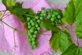 Green grape picking field, grape on pink napkin top view, agriculture and harvesting Royalty Free Stock Photo