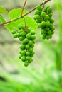 Green grape that ripen. Bunches hanging on a branch