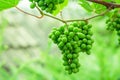 Green grape that ripen. Bunches hanging on a branch