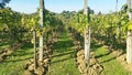 Green grape rows at sunny autumn day - grapevines