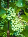 Green grape variety Lidia Royalty Free Stock Photo