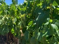 Green Grape Vine in Community Garden in Northern California Royalty Free Stock Photo