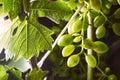 Green grape vine growing in green leaves. Close-up.With copy space Royalty Free Stock Photo