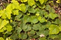 Green grape vine leaf texture. Background design Royalty Free Stock Photo