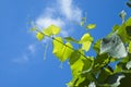 Green grape vine leaves against blue sky Royalty Free Stock Photo