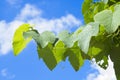 Green grapevine leaves against blue sky Royalty Free Stock Photo
