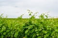 Green grape vine leaves in vineyard Royalty Free Stock Photo