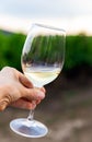Glass of white wine in front of grapevines in a vineyard. Chardonnay Royalty Free Stock Photo