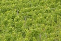 Green grape-vines Royalty Free Stock Photo