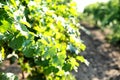 Green grape vines growing in vineyard Royalty Free Stock Photo