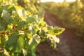 Green grape vines growing in vineyard Royalty Free Stock Photo